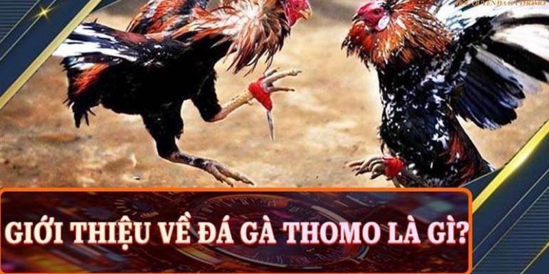 Sảnh đá gà Thomo thú vị trên các nhà cái trực tuyến